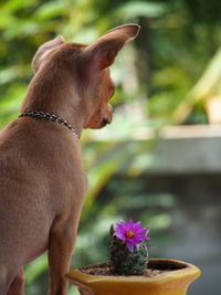 Close-up of a dog looking at flower