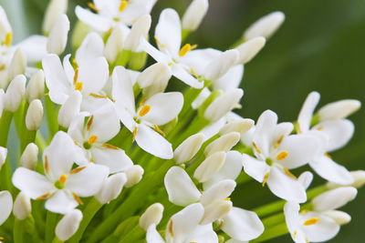 Close-up of white flowers blooming outdoors