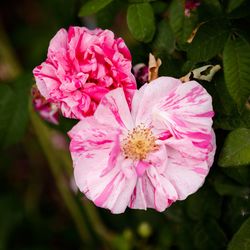 Close-up of pink flower blooming outdoors