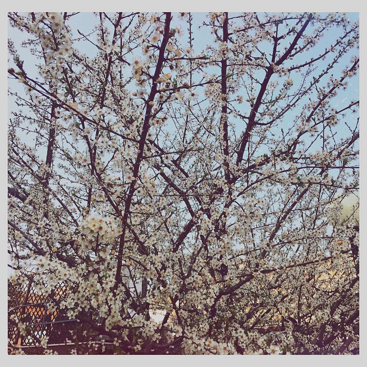 transfer print, flower, growth, auto post production filter, tree, branch, low angle view, nature, freshness, beauty in nature, full frame, fragility, backgrounds, blossom, day, outdoors, no people, sky, abundance, plant