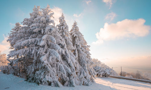 Snow covered trees on field against sky during winter