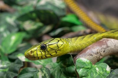 Close-up of lizard on leaf