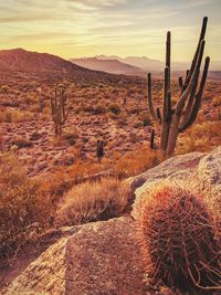 Cactus in desert against sky