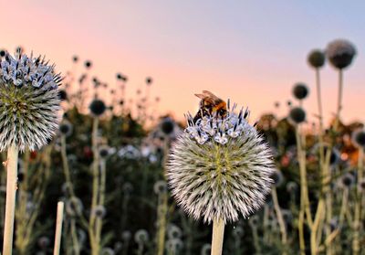 Close-up of bee pollinating on flower