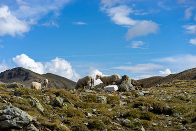 Sheeps herd over 2500mt in gsieser tal/val casies - südtirol - south tyrol