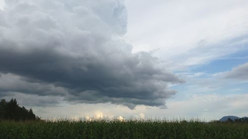 Scenic view of grassy field against sky