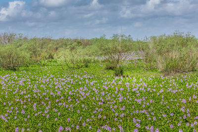 Scenic view of flowering plants on land against sky