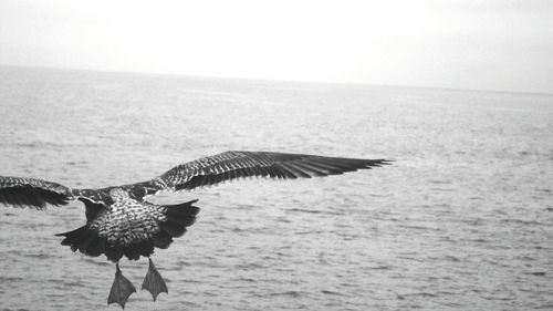 Bird flying over sea