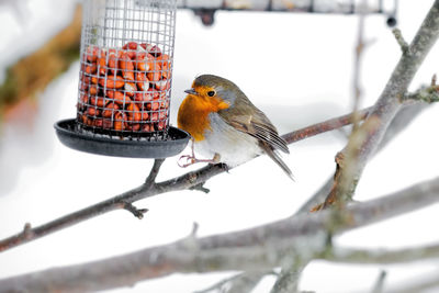 Snowy robin red breast