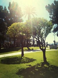 Trees in park