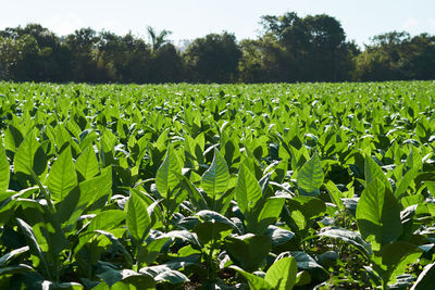 Crops growing on field