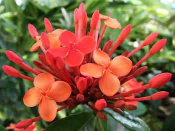 Close-up of red flowers