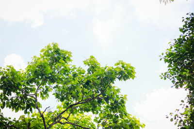 Low angle view of leaves against sky