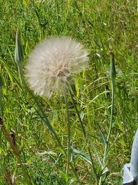 Dandelion growing in field