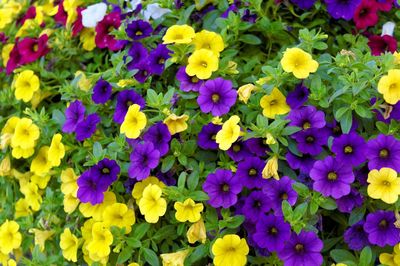 High angle view of purple flowers