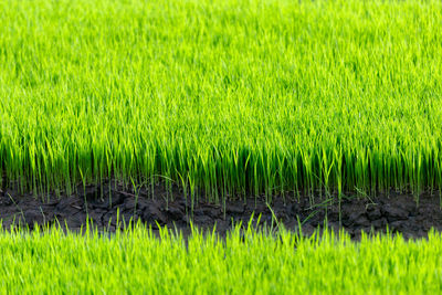 Full frame shot of grass