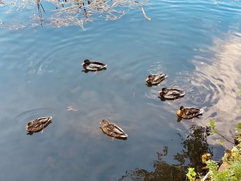 High angle view of ducks swimming in lake