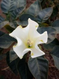 Close-up of white flowering plant