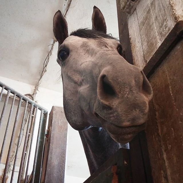 built structure, mammal, close-up, architecture, animal themes, building exterior, domestic animals, day, portrait, horse, animal head, outdoors, one animal, low angle view, looking at camera, no people, animal body part, front view, dog, standing