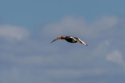 Bird flying in sky