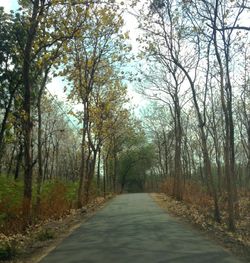 Road passing through forest