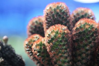 Close-up of cactus plant against sky