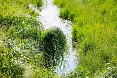 Plants growing on riverbank