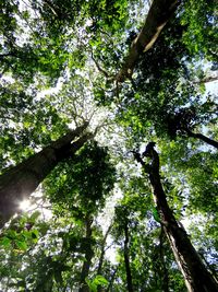 Low angle view of trees against sky