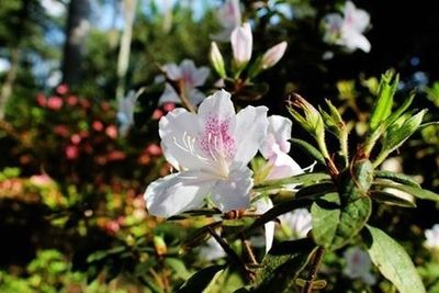 Close-up of white flowers blooming outdoors