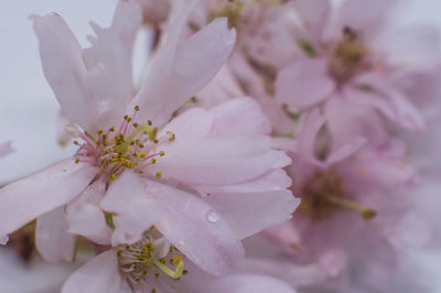 Close-up of flower against blurred background