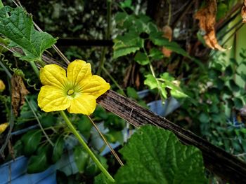 Close-up of yellow flowering plant