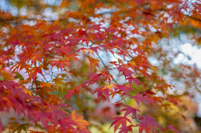 Low angle view of maple tree