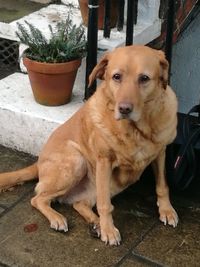 Portrait of dog sitting outdoors