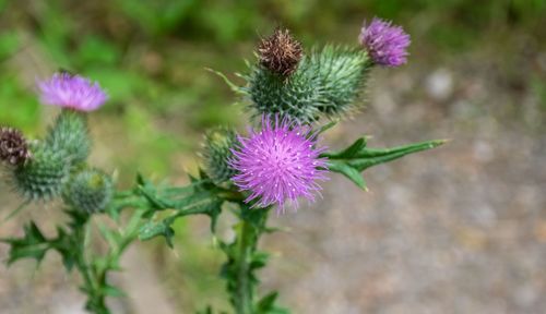 Close-up of pink thistle flower in field