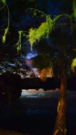 Scenic view of forest against sky at night