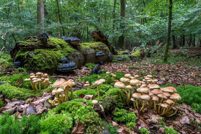 Plants and trees in forest