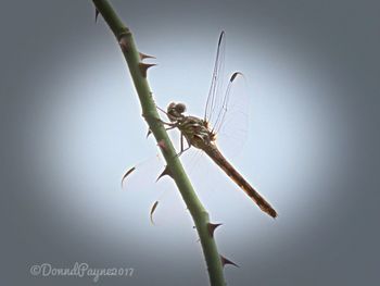 Close-up of lizard