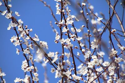Close-up of cherry blossoms against blue sky