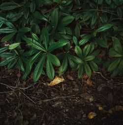 Close-up of leaves