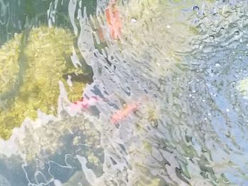 High angle view of turtle swimming in water