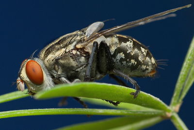 Close-up of caterpillar on plant