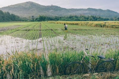 Scenic view of rice field against sky