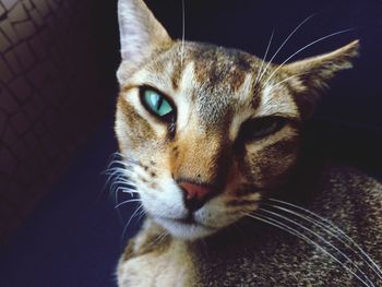 Close-up portrait of a cat