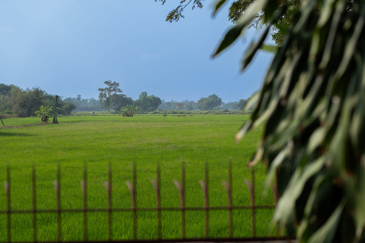 plant, green, landscape, rural scene, agriculture, field, grass, environment, land, nature, tree, crop, sky, farm, growth, scenics - nature, food and drink, paddy field, no people, food, beauty in nature, plantation, fence, rural area, outdoors, tropical climate, tranquility, rice paddy, flower, rice, day, social issues, leaf, meadow, pasture, tranquil scene, plant part, cereal plant, environmental conservation, travel
