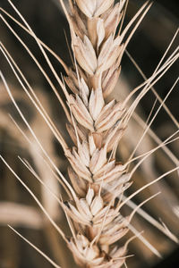 Close-up of stalks against blurred background