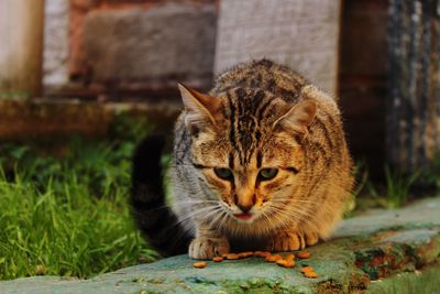 Close-up portrait of tabby cat outdoors