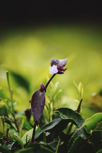 Close-up of purple flowering plant