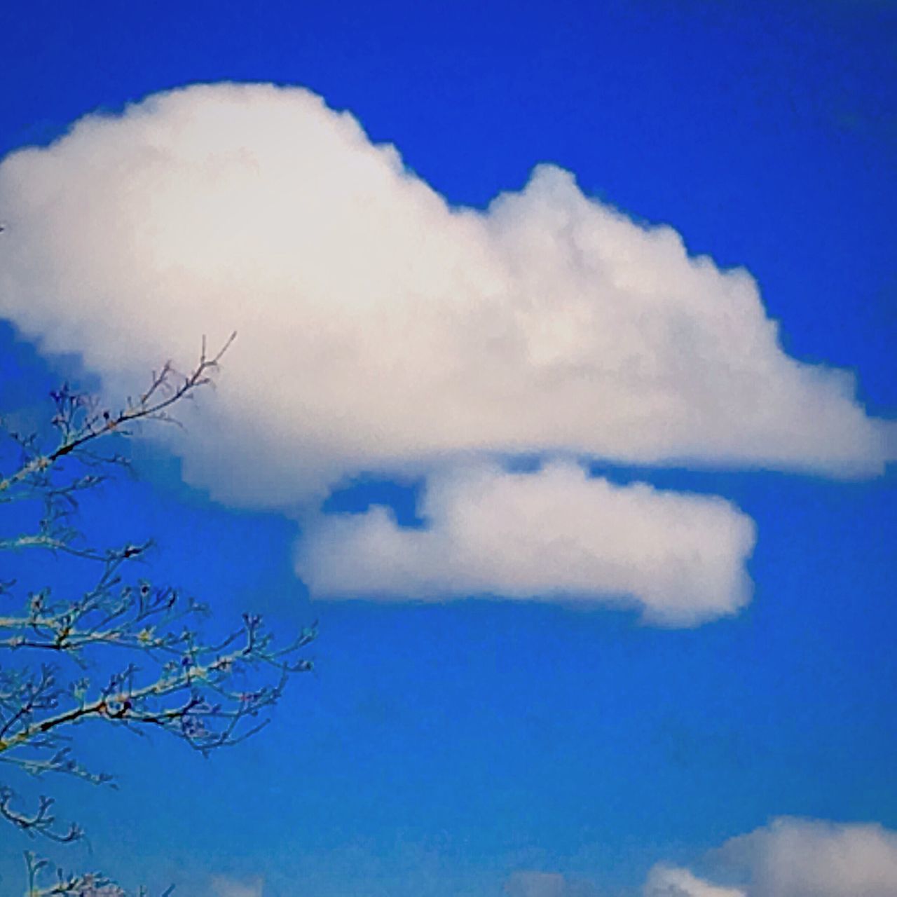 low angle view, sky, blue, cloud - sky, nature, beauty in nature, tranquility, cloud, white color, scenics, outdoors, tree, cloudy, day, no people, bare tree, tranquil scene, white, branch, growth