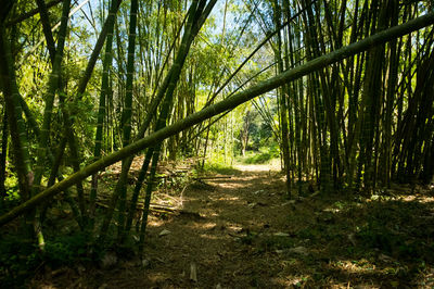 Bamboo trees in forest