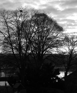 Trees against sky